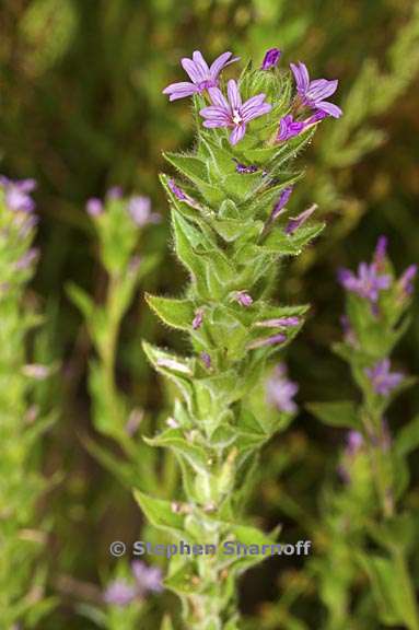 epilobium densiflorum 1 graphic